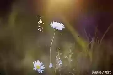 龙女塔罗推荐阵容搭配(塔罗牌推荐)插图