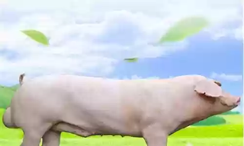 怎么选养猪阵容搭配插图