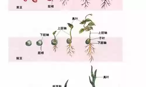 生根发芽阵容搭配图解图片插图