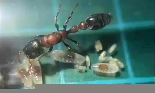 红黑细长蚁阵容搭配插图
