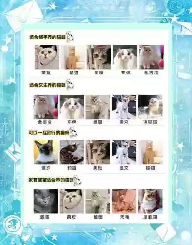 养猫阵容搭配插图