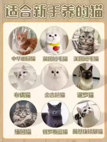 养猫阵容搭配插图1