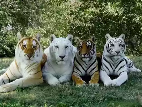老虎最新阵容插图