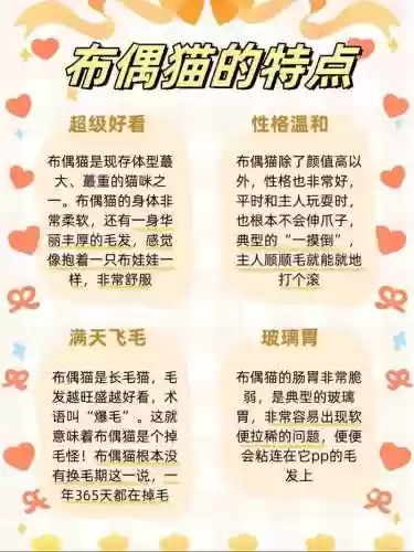 诺亚幻想布偶猫攻略插图1