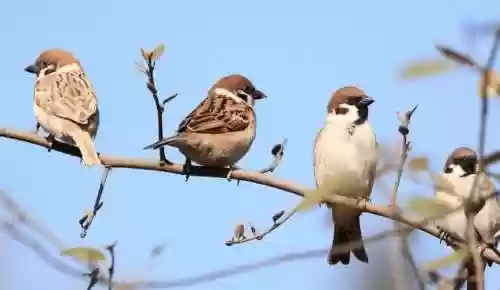 小麻雀阵容插图1