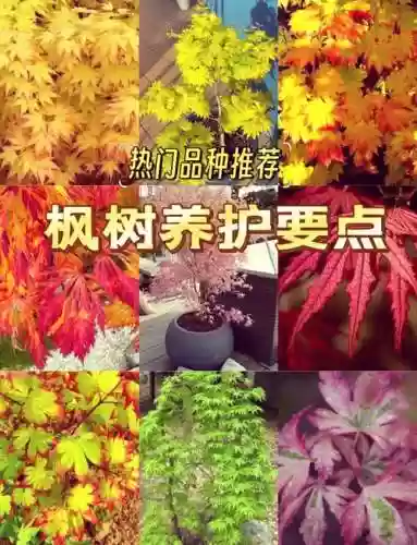 枫树模组攻略插图1