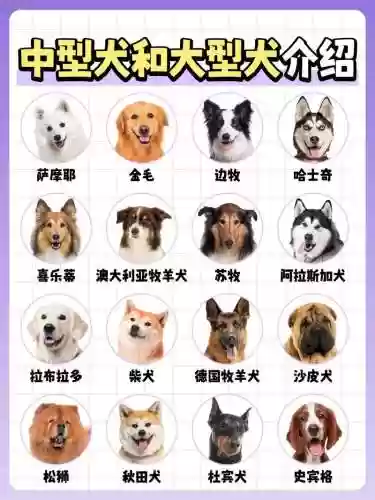 猎犬阵容搭配插图1