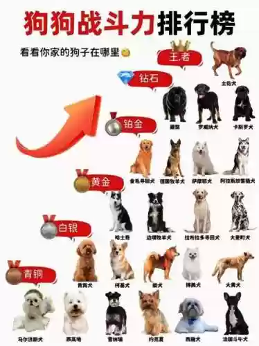 猎犬阵容搭配插图