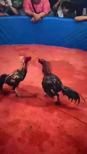 斗鸡阵容视频_2插图1