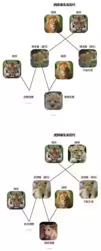 狮虎阵容插图