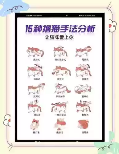 随从猫技能看插图1
