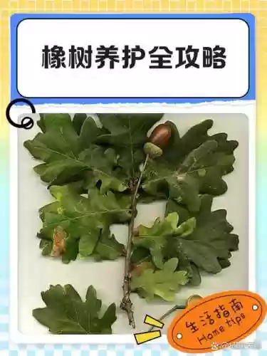 橡树老爸攻略插图