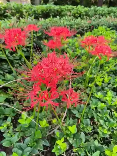 彼岸花必须升满技能吗插图1