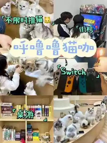 网吧猫阵容插图1