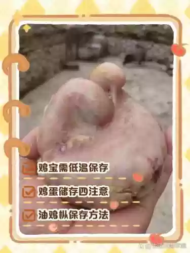 鸡宝厨房2鸡宝获得攻略插图