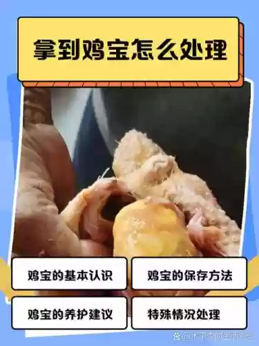 鸡宝厨房2鸡宝获得攻略插图1