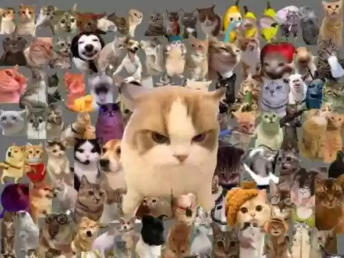 全明星猫神队阵容搭配，猫神队友插图1