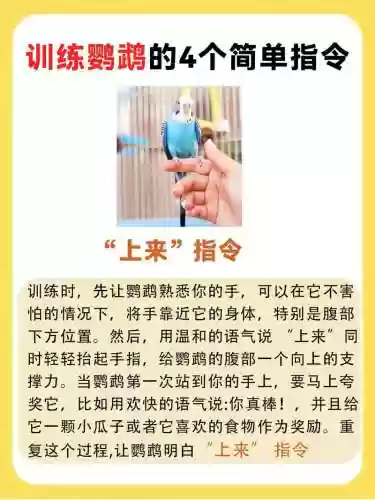 鸟有些什么技能好训练，各种鸟有什么本领插图