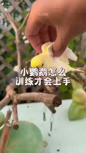 鸟有些什么技能好训练，各种鸟有什么本领插图1